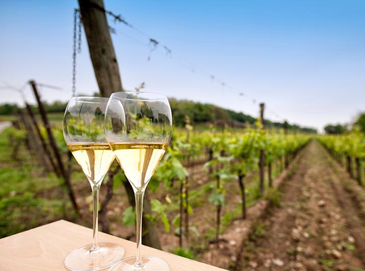 Two glasses of white wine in a vineyard.