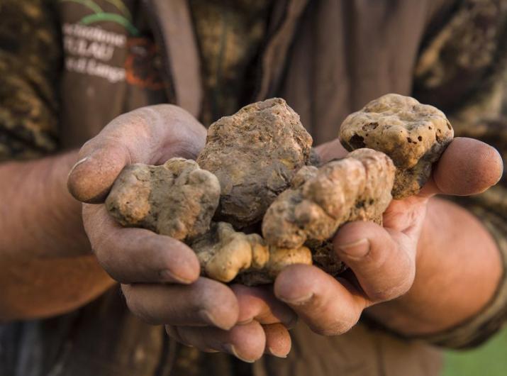 Hands holding fresh, valuable white truffles.