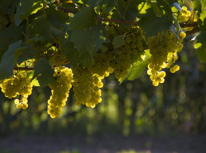 Clusters of white grapes in sunlight among green leaves.